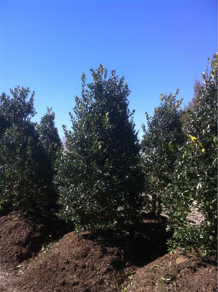 ilex-nellie-r-stevens-holly