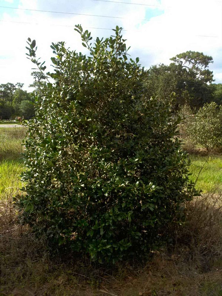 ilex-nellie-r-stevens-holly