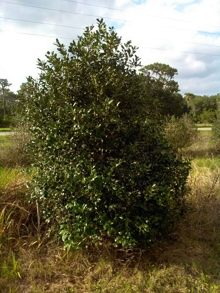 ilex-nellie-r-stevens-holly