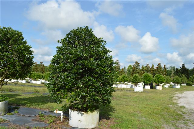 ilex-nellie-r-stevens-holly
