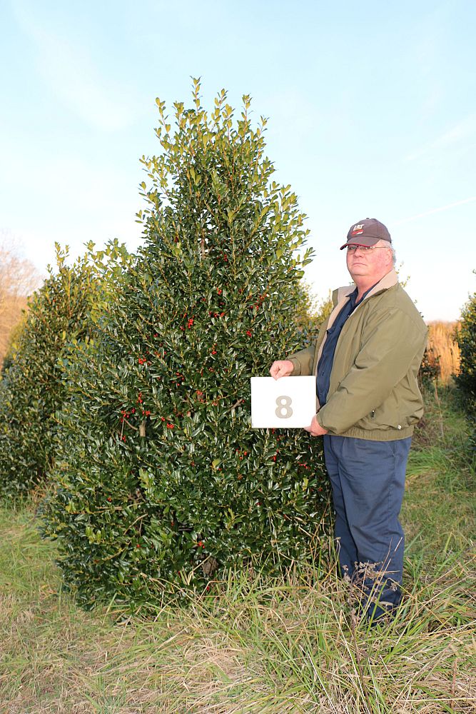 ilex-nellie-r-stevens-holly