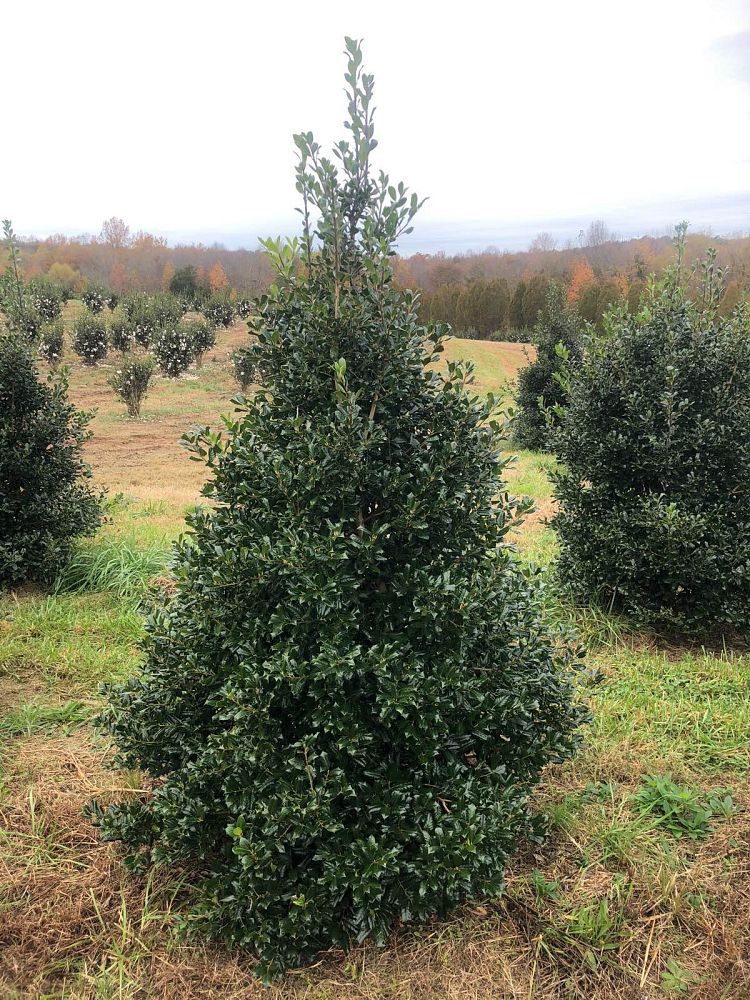ilex-nellie-r-stevens-holly