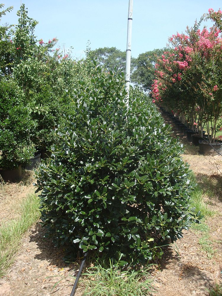 ilex-nellie-r-stevens-holly