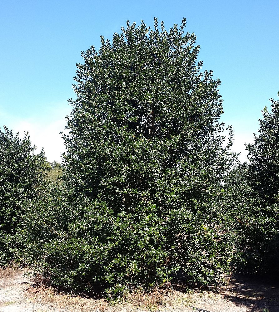 ilex-nellie-r-stevens-holly