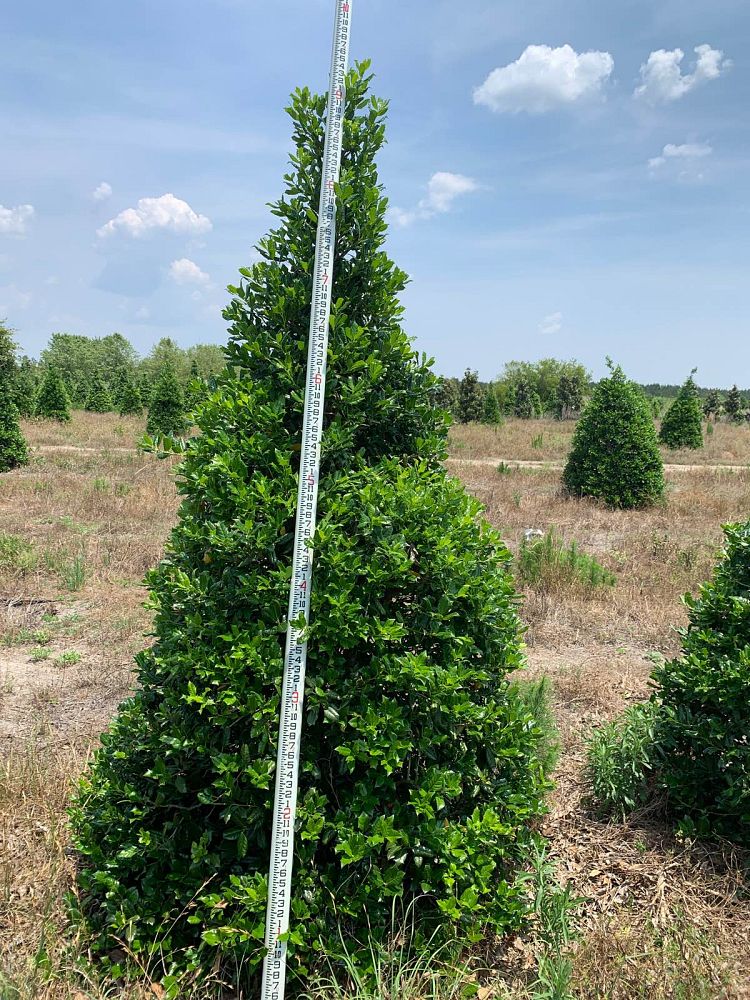 ilex-nellie-r-stevens-holly