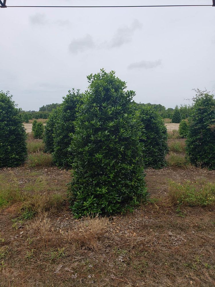 ilex-nellie-r-stevens-holly