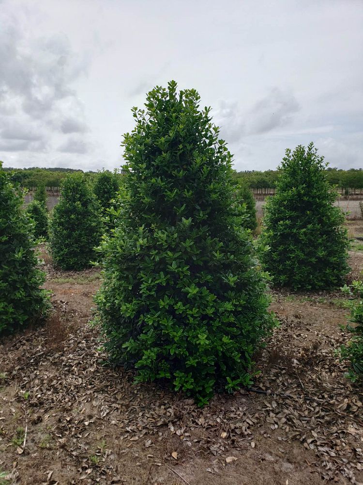 ilex-nellie-r-stevens-holly
