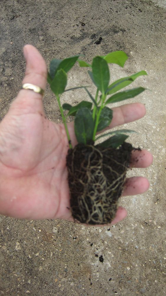 ilex-nellie-r-stevens-holly