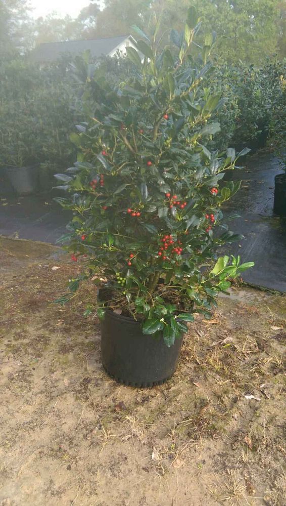 ilex-nellie-r-stevens-holly
