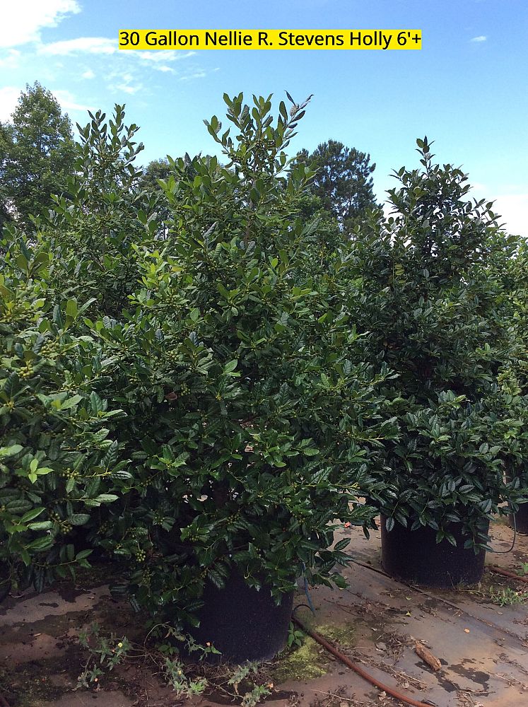 ilex-nellie-r-stevens-holly