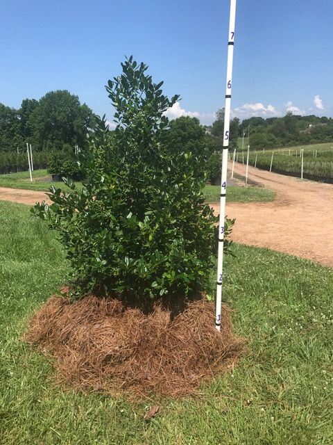 ilex-nellie-r-stevens-holly