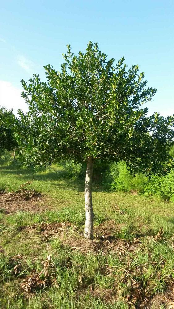 ilex-nellie-r-stevens-holly