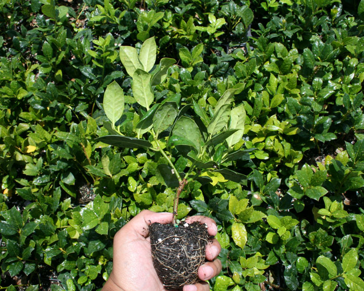 ilex-nellie-r-stevens-holly