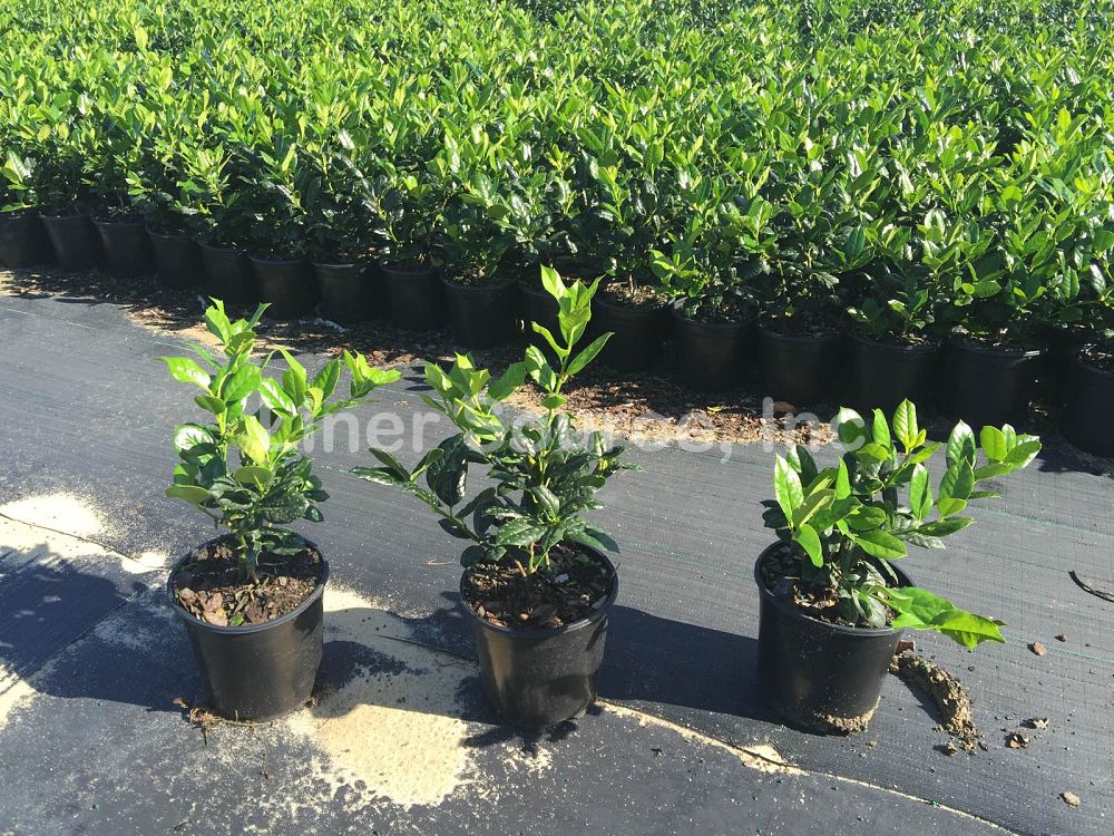 ilex-nellie-r-stevens-holly