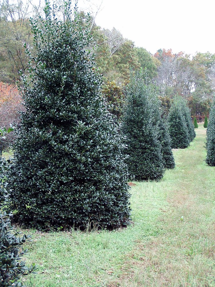 ilex-nellie-r-stevens-holly