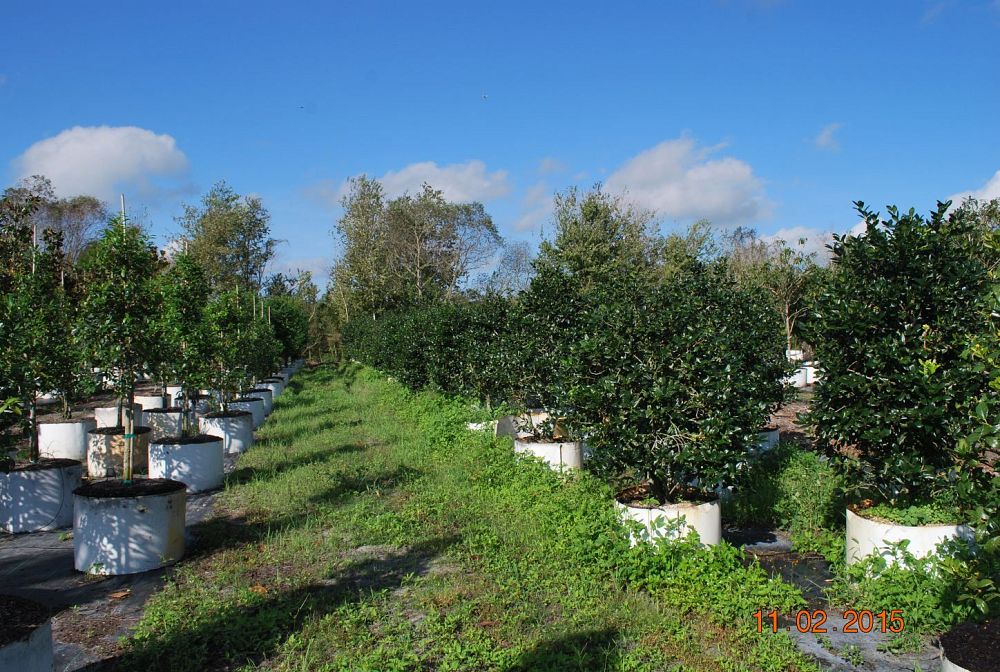 ilex-nellie-r-stevens-holly
