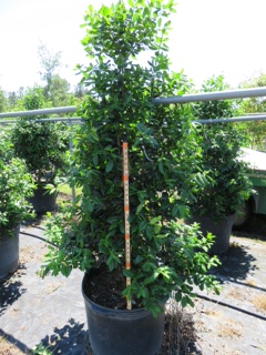 ilex-nellie-r-stevens-holly