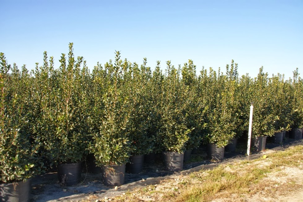 ilex-nellie-r-stevens-holly