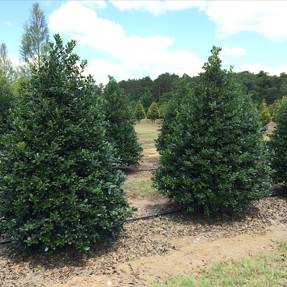 ilex-nellie-r-stevens-holly
