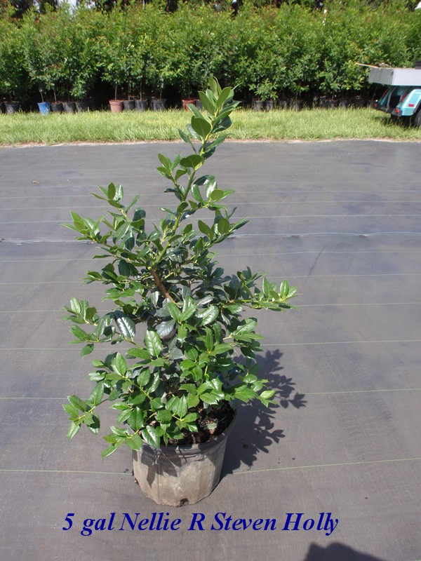 ilex-nellie-r-stevens-holly