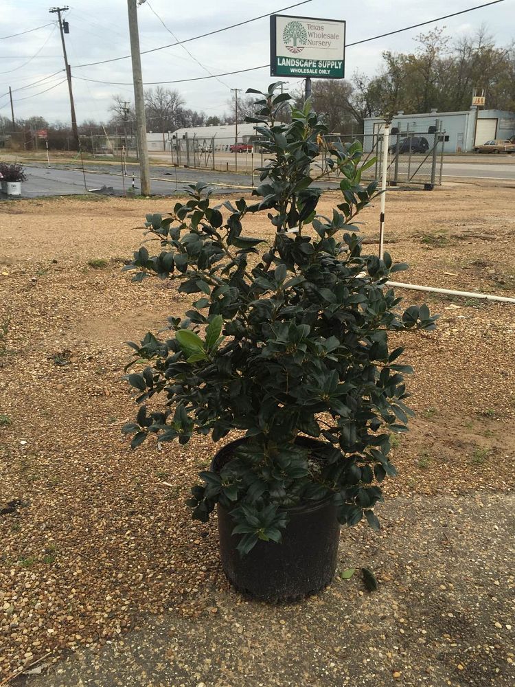 ilex-nellie-r-stevens-holly