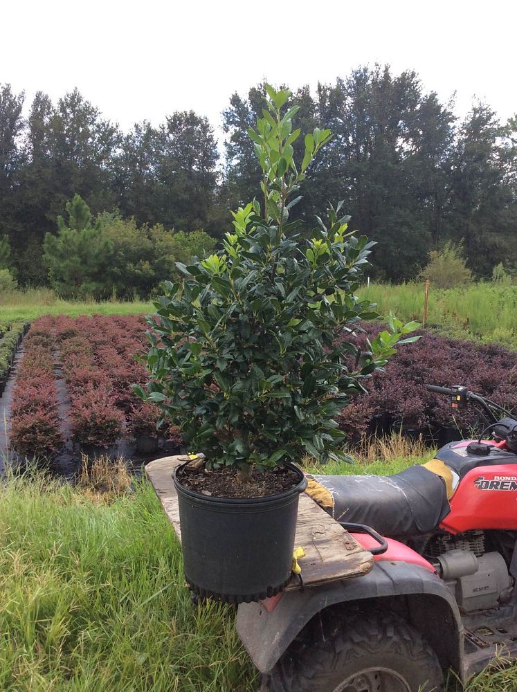 ilex-nellie-r-stevens-holly