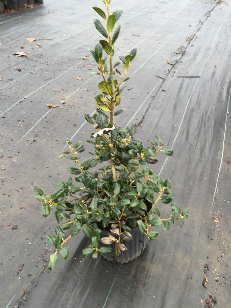 ilex-nellie-r-stevens-holly