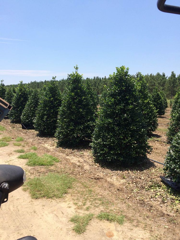 ilex-nellie-r-stevens-holly