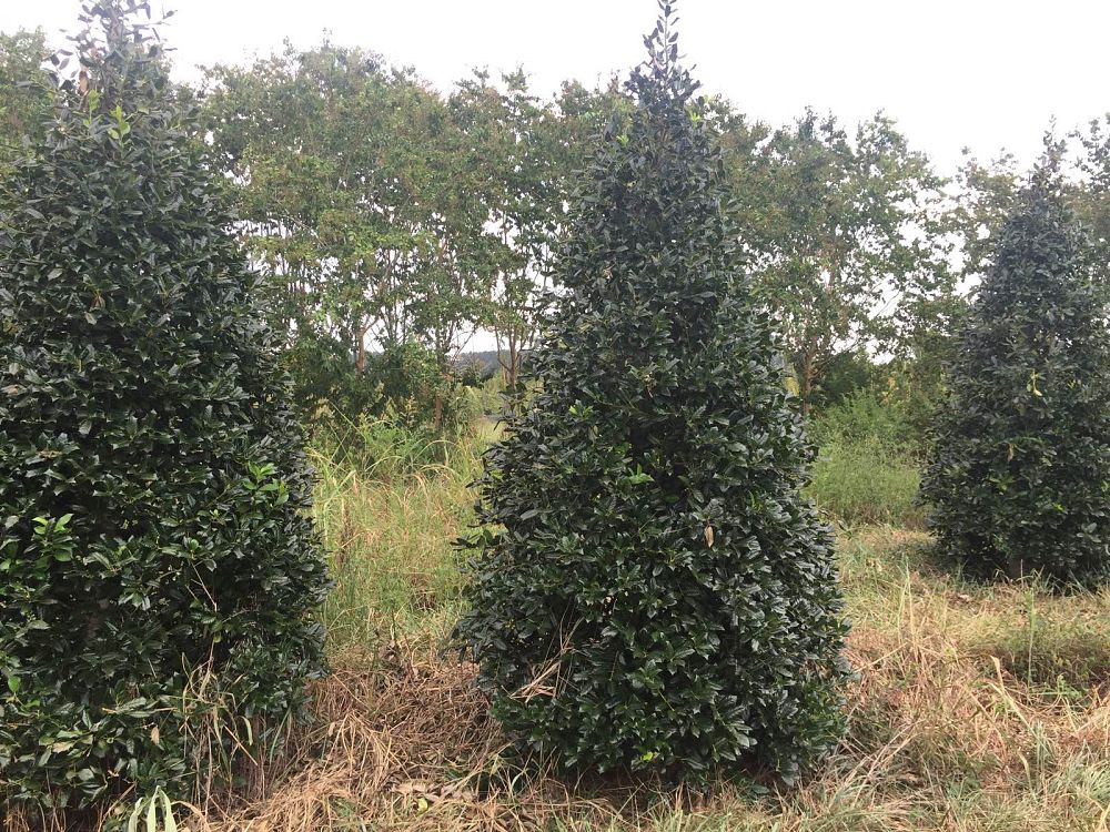 ilex-nellie-r-stevens-holly