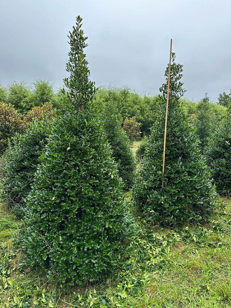 ilex-nellie-r-stevens-holly