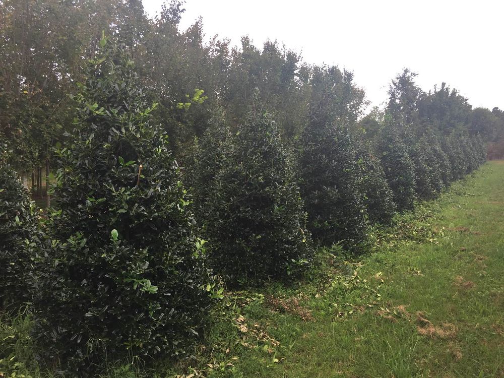 ilex-nellie-r-stevens-holly
