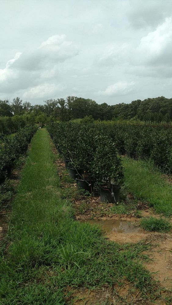 ilex-nellie-r-stevens-holly