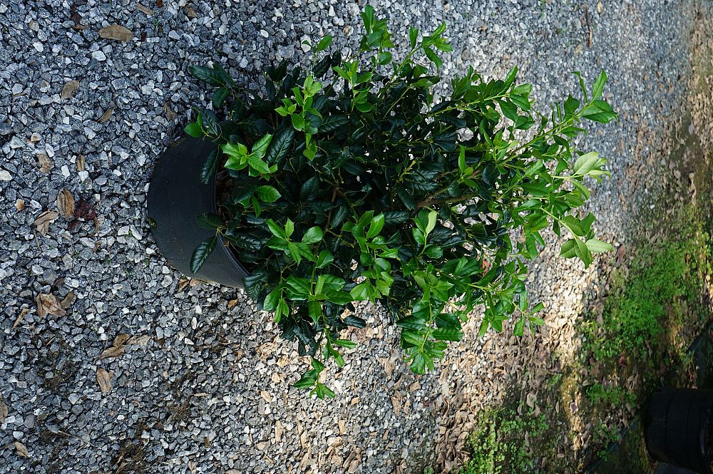 ilex-nellie-r-stevens-holly