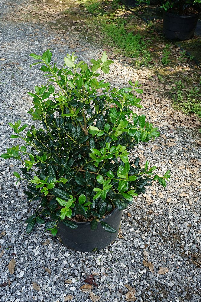 ilex-nellie-r-stevens-holly