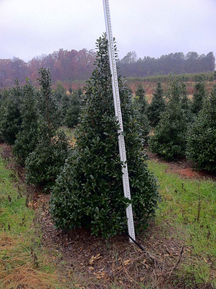 ilex-nellie-r-stevens-holly