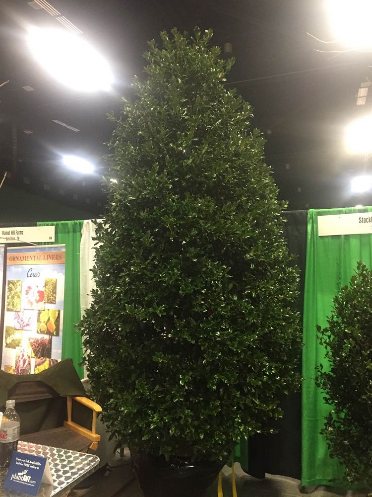 ilex-nellie-r-stevens-holly