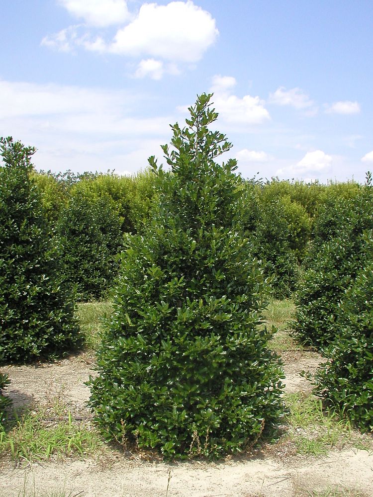 ilex-nellie-r-stevens-holly
