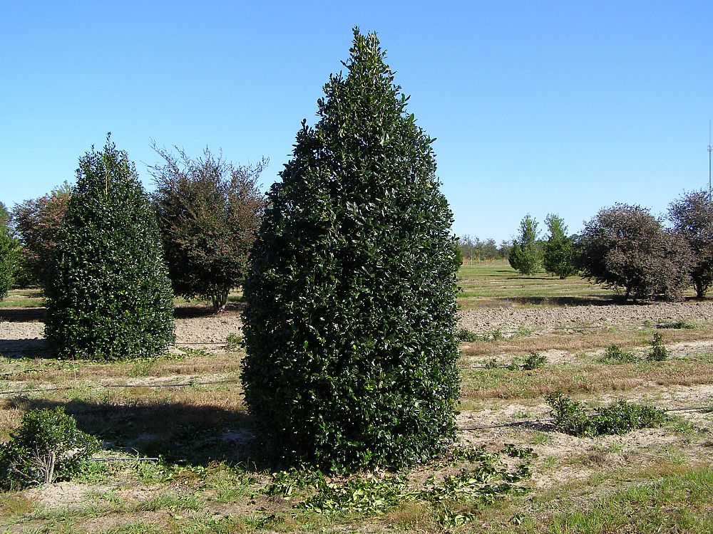 ilex-nellie-r-stevens-holly