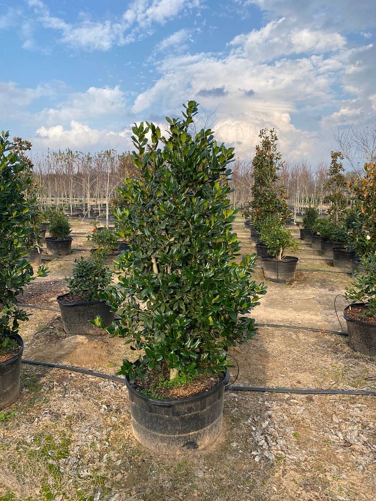ilex-nellie-r-stevens-holly