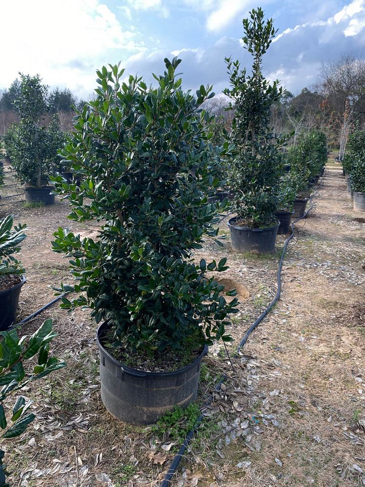 ilex-nellie-r-stevens-holly