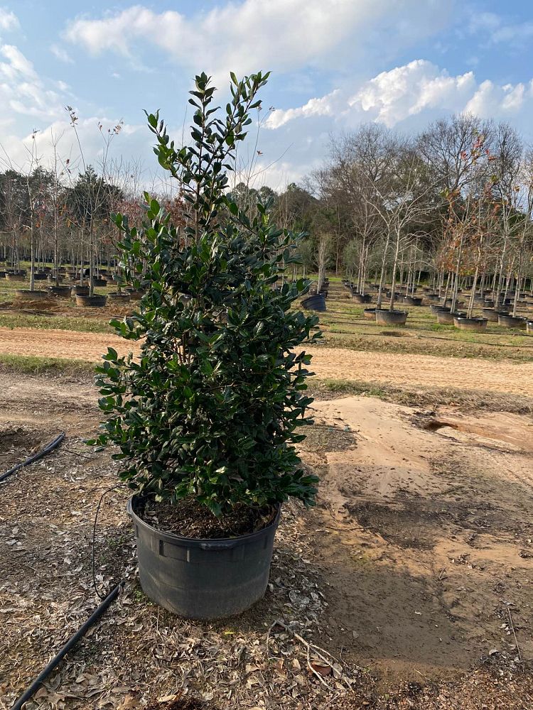 ilex-nellie-r-stevens-holly