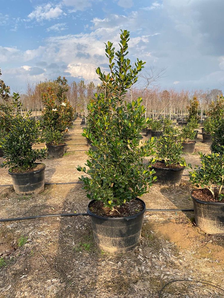 ilex-nellie-r-stevens-holly