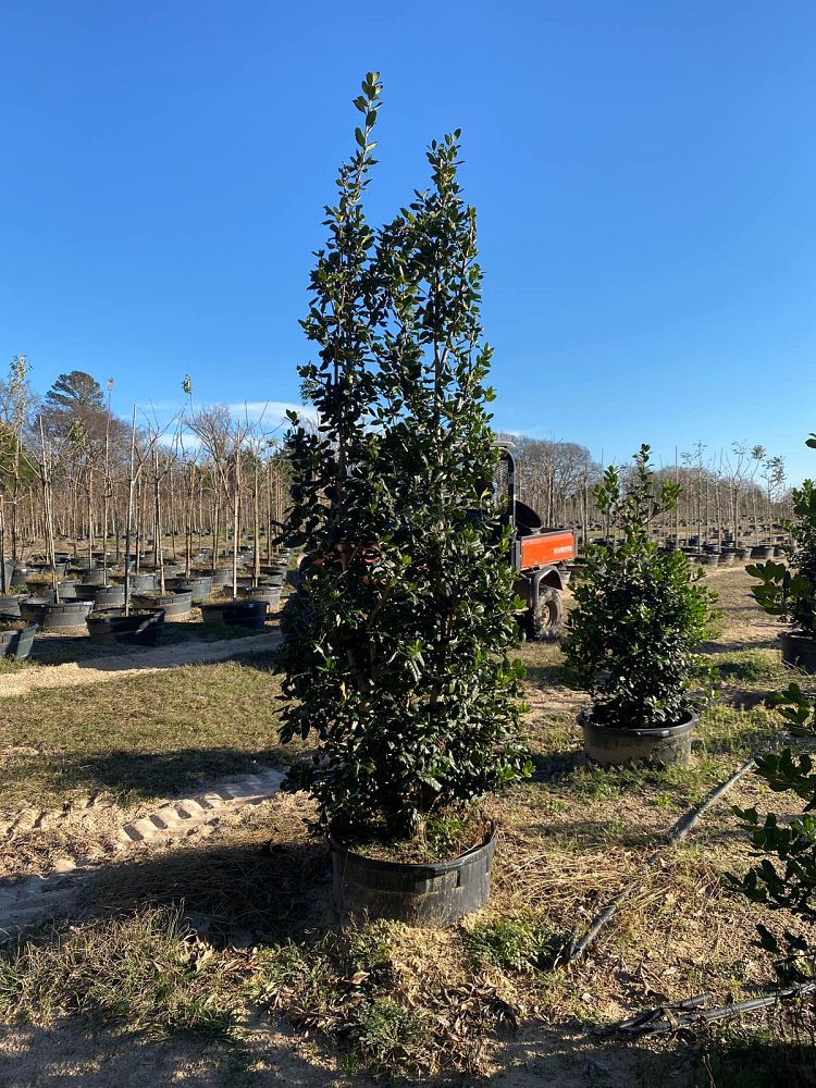 ilex-nellie-r-stevens-holly