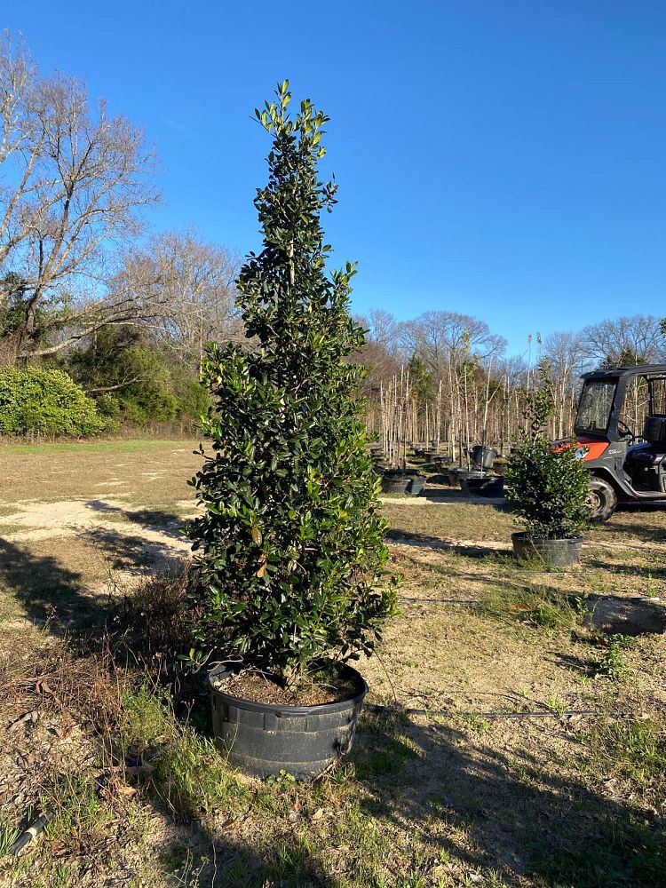 ilex-nellie-r-stevens-holly