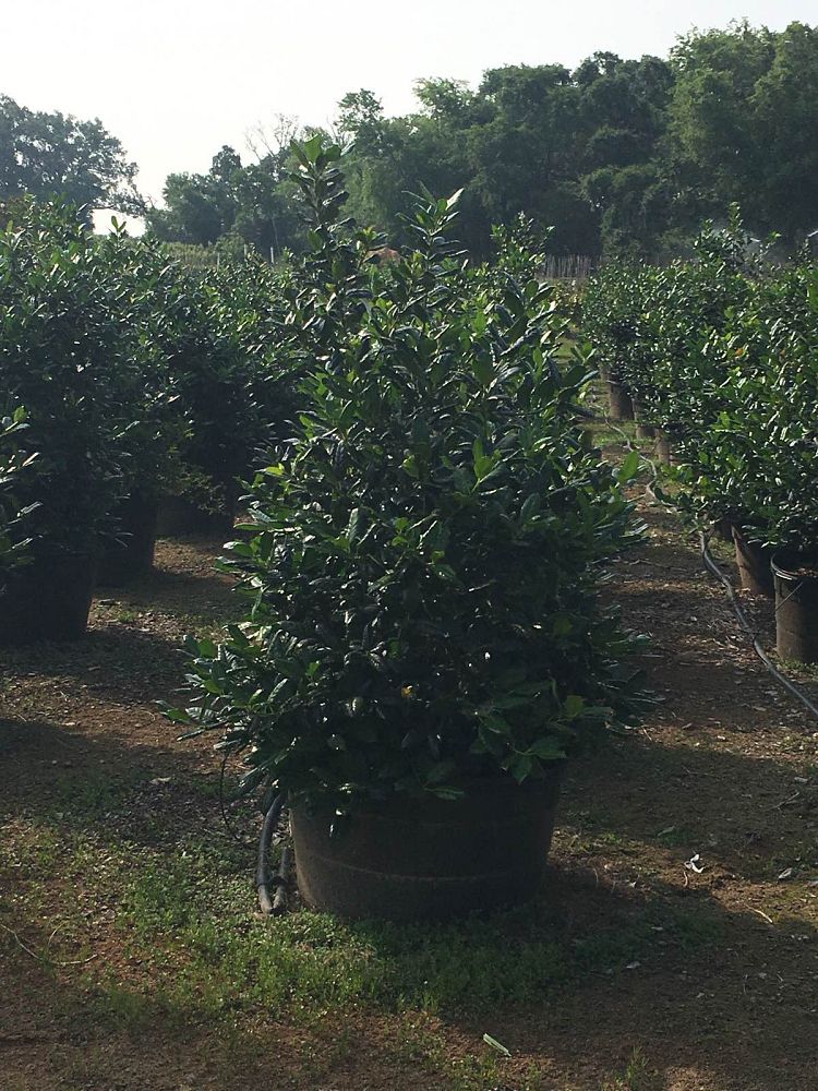 ilex-nellie-r-stevens-holly