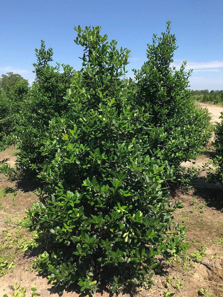 ilex-nellie-r-stevens-holly