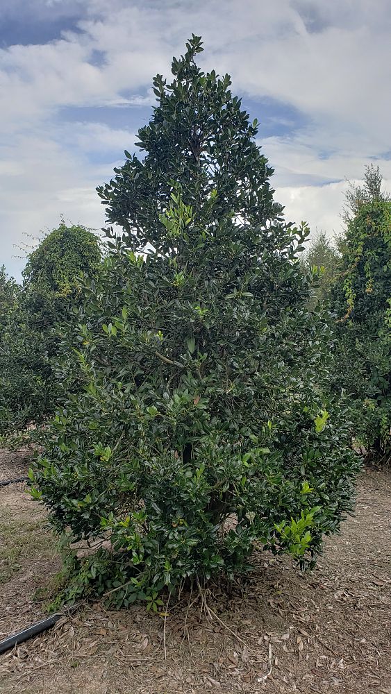 ilex-nellie-r-stevens-holly
