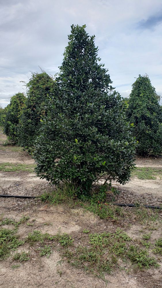 ilex-nellie-r-stevens-holly