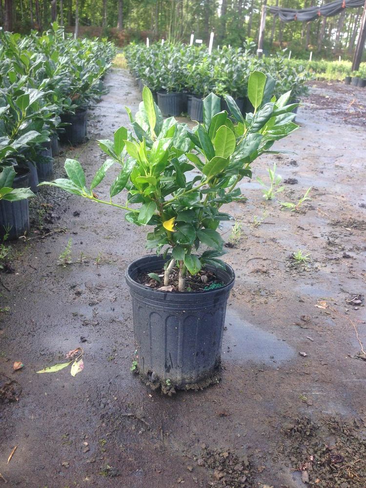 ilex-nellie-r-stevens-holly