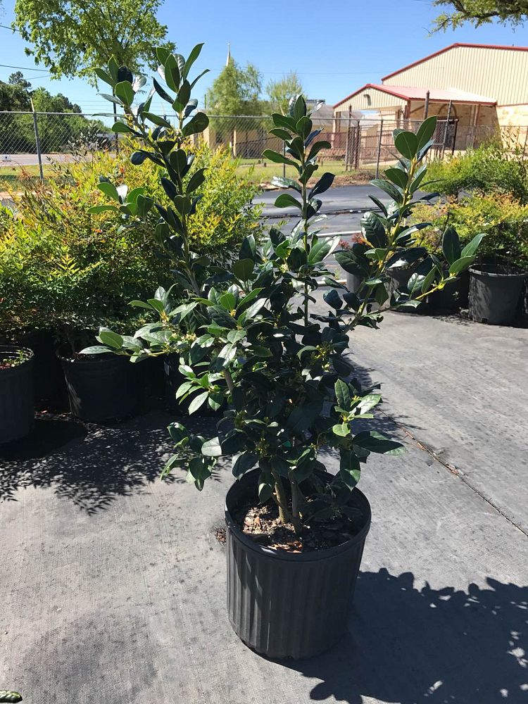 ilex-nellie-r-stevens-holly